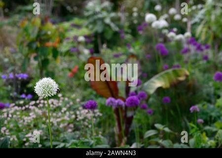 allium Mount everest, Allium Purple Sensation, Ensete ventricosum Maurelii, Purple Alliums, äthiopische schwarze Banane, astrantia bo ann, gemischt, dekorativ Stockfoto