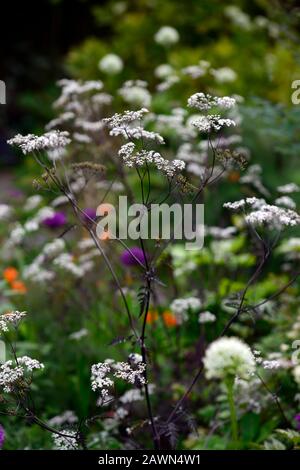 Allium hookeri Zorami,allium purpurn Sensation,anthriscus sylvestris ravenswing,lila,Blätter,Laub,weiß,Blumen,Euphorbia griffithii fireglow,orang Stockfoto