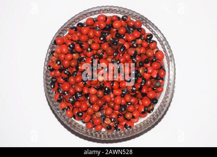 Rosary Pea oder Abrus precatorius auch als Jequirity oder Gebetbohne bezeichnet, ist eine Kräuterblütenpflanze in der Familie der Bohne. Getrocknete, harte, rot gefärbte Bohne nativ Stockfoto