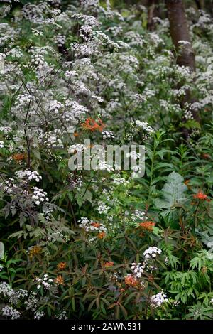 Anthriscus sylvestris ravenswing,lila,Blätter,Laub,weiß,Blumen,Euphorbia griffithii dixter,orange,bract,Brakteen,Cow Petersilie,Blume,Blüte,pere Stockfoto