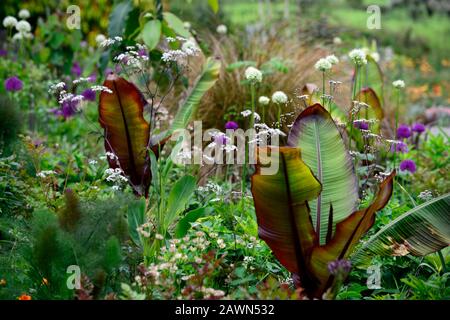 Ensete ventricosum Maurelii, allium Mount everest, allium purple Sensation, anthriscus sylvestris ravensswing, lila, Blätter, Laub, weiß, Blumen, weiß A Stockfoto