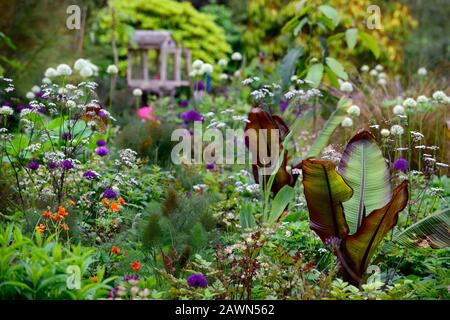 Ensete ventricosum Maurelii, Allium Mount everest, Allium purple Sensation, anthriscus sylvestris ravensswing, lila, Blätter, Laub, weiß, Blumen, weiß A Stockfoto