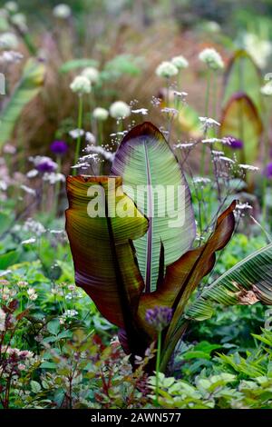 Ensete ventricosum Maurelii, allium Mount everest, allium purple Sensation, anthriscus sylvestris ravensswing, lila, Blätter, Laub, weiß, Blumen, weiß A Stockfoto