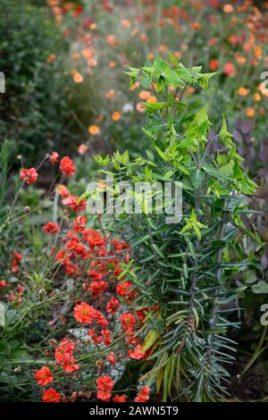 Euphorbia lathyris, Kaper-Drang, Papierspritze, Sprugges, gebum mrs bradshaw, Blumen, Blume, Blüte, Kombination, RM Floral Stockfoto