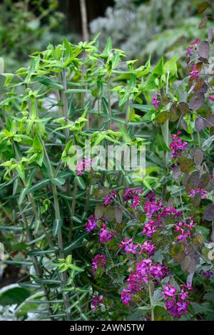 Euphorbia lathyris, Kaperspriege, Papierspriege, Sprugges, purpurne Ehrlichkeit, Lunaria annua Chedglow, lila Ehrlichkeit, Blumen, Blumenring, Kombination, RM Flora Stockfoto