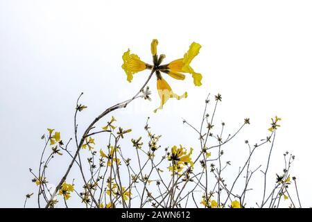 Schöne Aufnahme von gelben Blumen durch dünne Stiele auf verbunden Ein klarer Himmel Stockfoto