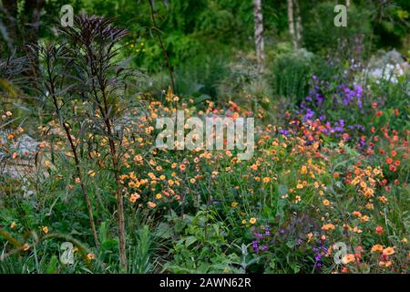 Pseudopanax Linearifolius,gestum total tangerine,gestum scharlet tempest,rot orange, lila Ehrlichkeit,Lunaria annua Chedglow,lila Ehrlichkeit,Blumen,Blume, Stockfoto