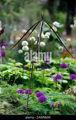 pseudopanax crassifolius trifoliatus, Allium Mount everest, Allium Purple Sensation, weiß lila Allium, Mischung, gemischt, Zierzwiebeln, ornamental Zwiebel, b Stockfoto