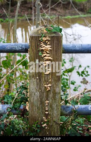 Ein Zaunpfosten mit einer Litze englischer Efeu-Hedera-Helix, die oben und hinten vorne neben Halterungen von Trametenpilzen wächst Stockfoto