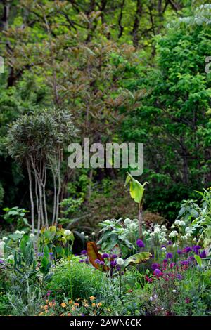 Ensete ventricosum Maurelii, allium Mount everest, allium purple Sensation, anthriscus sylvestris ravensswing, lila, Blätter, Laub, weiß, Blumen, weiß A Stockfoto