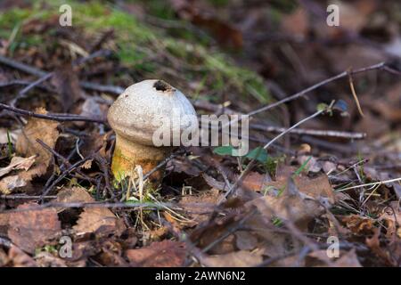 Puffballpilze Lycoperdace-Familie Lycoperdon perlatum, Netzgewebe wie Muster auf blassbraunem Papier wie Haut mit apikaler Pore in der Mitte, um Sporen abzulüften Stockfoto