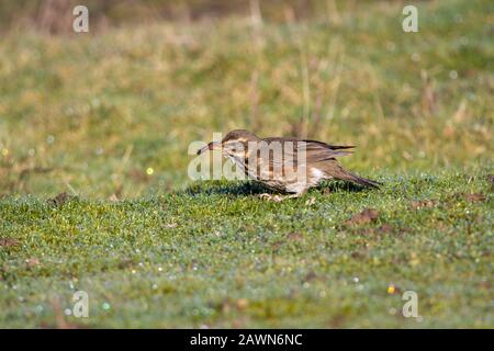 Rotwing Turdus iliacus graubraun Oberteile weißer Streifen über Augen und unter Wangen, gefleckte blasse Unterteile und orange rote Unterflügel und Flanken Stockfoto