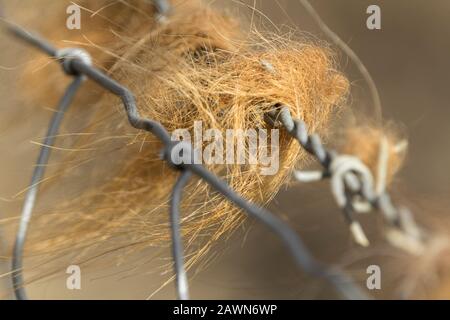 Rote orangefarbene Haarhaare, die auf Stacheldraht von hochlandigen longhorn-rindern, die im Naturreservat Wiesen Feuchtwiesen und Grasland ansässig sind, gefangen wurden. Stockfoto