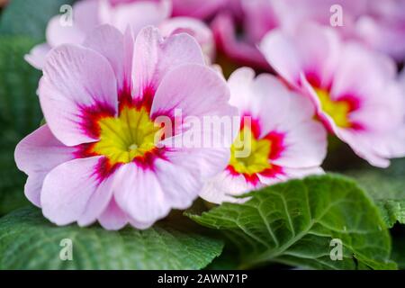 Nahaufnahme kleiner blütenender blassviolett-rosa Primrosafarben mit gelbem Pollen. Stockfoto