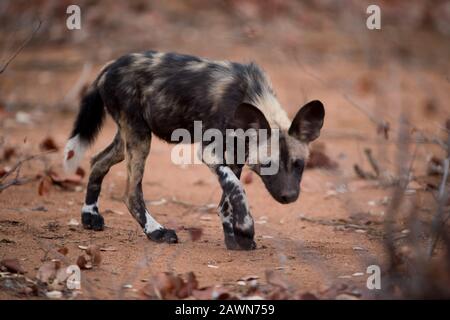 Afrikanischer Wildhund langsam zu Fuß, auf der Jagd nach einer Beute Stockfoto