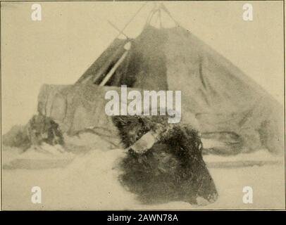 Musk-ox, Bison, Schaf und Ziege. EAST GREENLAND MUSK-OX KALB Gesammelt in Fort Conger von Commander R. E. Peary, U.S.N. (Von einem Foto des American Museum of Natural History). Der Chef EINES ZWEI JAHRE ALTEN MUSK-OX BULL Tötete und fotografierte auf dem Kargen Gelände den Autor. Die Hörner zeigen zu Recht eine Abwärtstendenz. Das Haar über der Stirn ist grau, kurz und etwas geschweift. Hintergrund ist der im Text erwähnte Teepee. Jagdmethode 59 Hunde buchten sie. Und all diese Running würde unnötig sein, wenn die Indianer mehr Jagdfertigkeit und Urteilsvermögen ausübten. Obwohl die Stockfoto