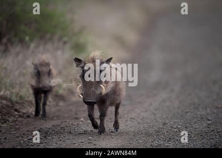 Selektive Fokusaufnahme eines afrikanischen Wildschweins mit einem Unscharfer Hintergrund Stockfoto