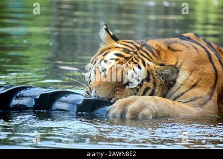 Junger Ussurischer Tiger, Der mit Tire im Wasser Spielt Stockfoto