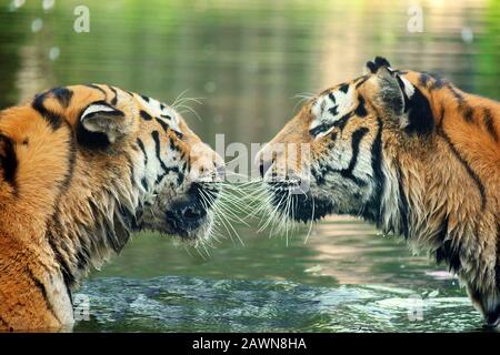 Paar des Ussurischen Tigers im Wasserporträt Stockfoto