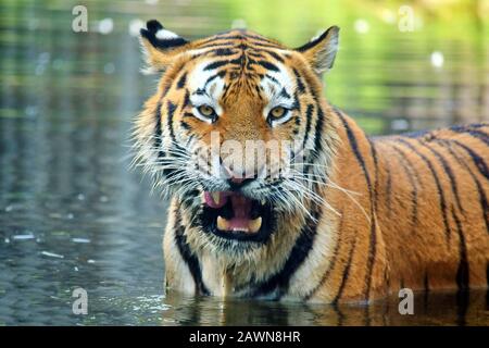 Porträt des Ussurischen Tigers im See Panthera Tigris Altaica Stockfoto