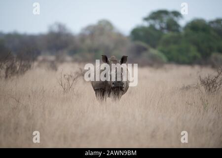 Schöne Aufnahme von Nashorn allein in einem Busch Feld stehen Mit unscharfem Hintergrund Stockfoto