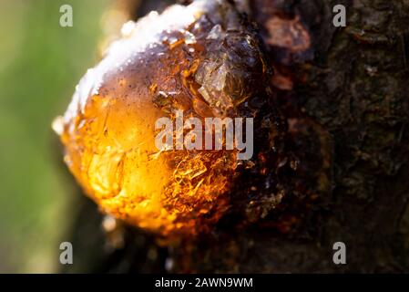 Nahaufnahme von Baumharz mit Hintergrundbeleuchtung. Stockfoto