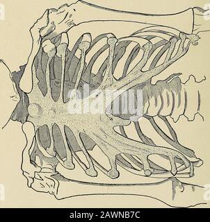 Das Problem des Alters, des Wachstums und des Todes; eine Studie der Zytophose, die auf Vorträgen am Lowell-Institut vom März 1907 basiert. Stockfoto