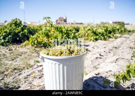 Weißer Eimer voller Trauben in einem Weinberg mit einem Unscharfer Hintergrund Stockfoto