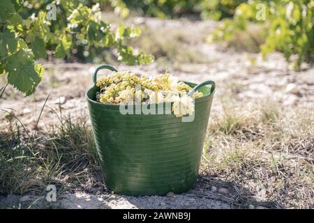 Grüner Korb gefüllt mit frischen Trauben für die Weinbereitung Stockfoto