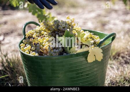 Grüner Korb gefüllt mit frischen Trauben für die Weinbereitung Stockfoto