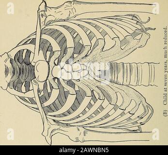 Das Problem des Alters, des Wachstums und des Todes; eine Studie der Zytophose, die auf Vorträgen am Lowell-Institut vom März 1907 basiert. Abb. 3. Foto von einem Kind bei Der Geburt. Das Foto ist im Besitz von Dr. H. P. Bowditch, von dessen freundlicher Genehmigung die vorliegende Reproduktion veröffentlicht wird. Stockfoto