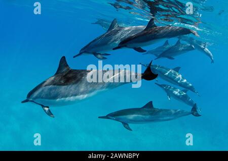 Eine Schote von Spinner Dolphins in Makena, Maui, Hawaii. Stockfoto