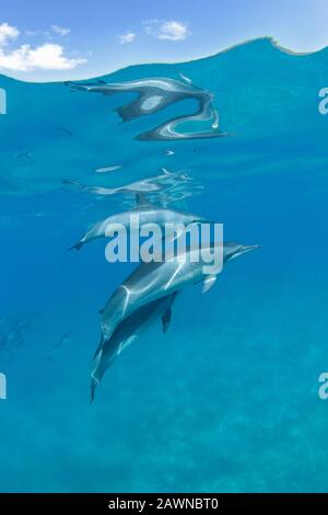 Spinner Delfine bei Makena, Maui, Hawaii. Stockfoto