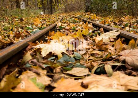 Schöne Aufnahme von gelben und grünen Blättern auf der Eisenbahn Stockfoto