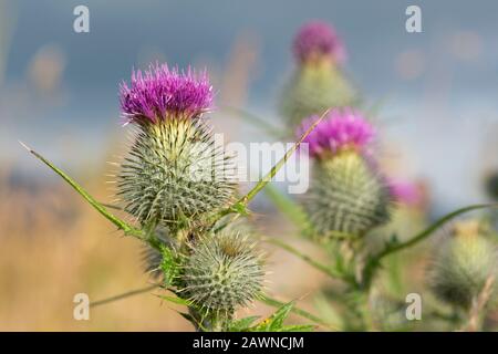 Eine Kleine Gruppe von Spear-Disteln (Cirsium vulgare), Auch Schottische Distel Genannt Stockfoto