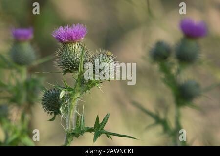 Die Spear-Thistle (Cirsium Vulgare), das Emblem von Schottland, Wächst in einer Kleinen Gruppe Stockfoto