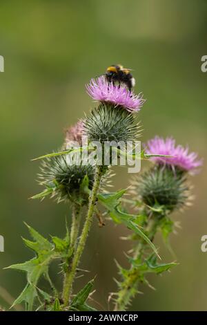 Eine Gartenbumblebee (Bombus Hortrum), Die Auf einer Spear-Thistle (Cirsium vulgare) Fortert Stockfoto