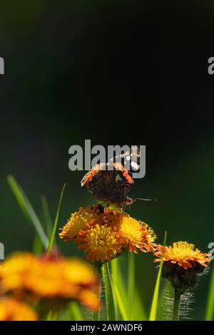 Ein roter Admiral Schmetterling (Vanessa Atalanta), Der Sich Von den FUCHS-und-Cubs der wilden Blume Ernährt, (Pilosella Aurantiaca) Vor dunklem Hintergrund Stockfoto