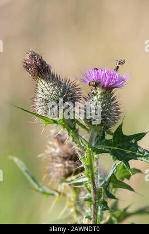 Eine Cluster-Fliege (Pollenia Rudis) Klammert sich an den Kopf einer Spear-Thistle (Cirsium Vulgare), als eine Pied-Hoverfly (Scaeva Pyrastris) Die Flucht Ergreift Stockfoto