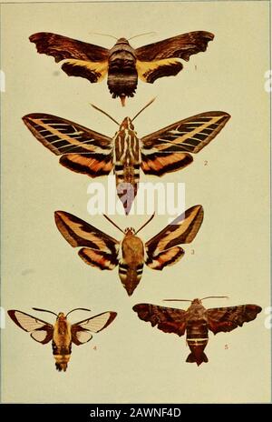 Insektenleben; eine Einführung in die Naturstudie und ein Leitfaden für Lehrer, Studenten und andere, die sich für das Leben außerhalb der Tür interessieren. Kein Bsai no gb^3 Bfiiil Arlt.^TVI.. -. YniriqS eUHSsVi -jriT .-.;. : h.i i.:ui aqBig > .>^ Ordnung 1.Die Motten, oder J Die Mitglieder, Platte III-EINIGE SPHINX-MOTTEN. ABBILDUNG 1. Der Abt Sphinx, Thyreus ahboti. Die Larve ernährt sich von Trauben. 2. Die weiß gesäumten Sphinx, Deilephila liticata. Die Larve ernährt sich von Äpfeln, Trauben und vielen anderen Pflanzen. 3. Die dunkelveilige Deilephila, Deilephila gallii. Die Larve ernährt sich von Trauben. 4. Die Bumblebee Hawk-Motte, Hemaris diffinis. Die Larve f. Stockfoto