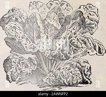 Hastings' Seeds: Katalog vom Frühjahr 1907 . Belgische Karotte, ein riesiger Kropper, mit bis zu 20 Tonnen Wurzeln pro Acre produziert. Im Süden der Mitte können sie den ganzen Winter über gut für Futter gehalten werden, während Sie Im unteren Süden den ganzen Winter über im Boden bleiben und bei Bedarf gezogen werden können. Die Verwendung von Karotten in Verbindung mit Trockenfutter trägt dazu bei, die Tiere in gutem Zustand zu halten, und Milch- oder Milchvieh der Milchfluss wird weitgehend erhöht. Eine Sache muss daran erinnert werden, dass man sichn große Pflanzen wünscht: Eine 1, die die Ernte ist, muss mit Gülle oder kommerziellem Fertil-h i s im Verhältnis gefüttert werden. Leistungsbeschreibung 1 a Stockfoto