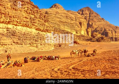 Gruppe von Dromedarkamelen, die auf Touristen mitten im Tal des Mondes, in der Wüste Wadi Rum, im Süden Jordaniens warten. Beliebtes Touristenziel Stockfoto