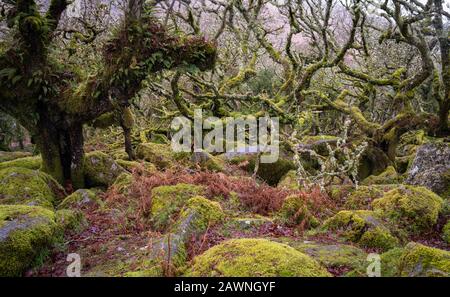 Bäume Wachsen Tief Auf Den Boden, Der In Moss Und Lichten Bedeckt Ist Stockfoto