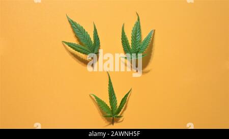 Cannabisblatt, Marihuana. Leuchtend grünes Hemp verlässt den gelben Hintergrund. Draufsicht, flacher Lay. Kopierbereich. Stockfoto