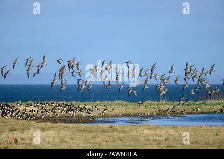 Bar-Tailed Uferschnepfe Stockfoto