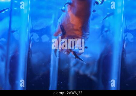 Die Beine des Mädchens halten die Füße in blauem Wasser mit Fisch. Fußreinigung mit Fisch im Aquarium. Pediküre. Beine für die Spa-Behandlung. Stockfoto