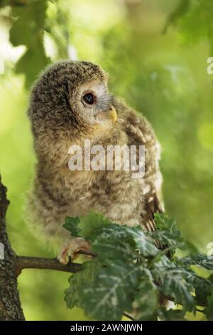 Junge schwule Eule - Strix aluco sin am Ast in Blättern am Sommermorgen Stockfoto