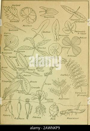 Naturgarten: Ein Hilfsmittel zur Kenntnis unserer Wildblumen und ihrer Insektenbesucher. Gelb, 2S9.Wasser-Parsnip, Hemlock, 226.Wasser-Plantain, 153.Wasser-Schild, 14.Wasser-Milfoil, 335.Wa.x-Unkraut, Blau. 117.Wachsarbeit, 21 4. Wayfaring-Tree, amerikanisch, 256.Whippoorwills Shoe, 2S5.White Hearts, 187.White-Weed, 270.Whitlow-grass, Vernal, 192,Whortleberry, 239.Wicky, 127.Willow-herb, Hooded, 43. Nacht, 321. Stachelbeere, 115,Weidenkräuter, 119, 120.Windblume, 179.Winterbeeren, 214.Wintergrün, Bog, 120. Schleichend, 237. Blüte, III Eingeblüht, 232. Birnblättrig, 231. Gesichtet, 121.Hexen-Hasel, 302.Hexen Stockfoto