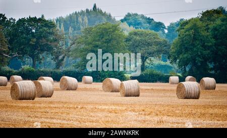 Beißnägel frisch geschnittenes Heu auf einem Feld Stockfoto