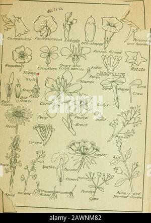 Naturgarten: Ein Hilfsmittel zur Kenntnis unserer Wildblumen und ihrer Insektenbesucher. Sessile-blumig, 8.Wandernder Jude, 4.Wasserblatt, Virginia, 147.Seerose, süß-duftend, Weiß, 173. Gelb, 2S9.Wasser-Parsnip, Hemlock, 226.Wasser-Plantain, 153.Wasser-Schild, 14.Wasser-Milfoil, 335.Wa.x-Unkraut, Blau. 117.Wachsarbeit, 21 4. Wayfaring-Tree, amerikanisch, 256.Whippoorwills Shoe, 2S5.White Hearts, 187.White-Weed, 270.Whitlow-grass, Vernal, 192,Whortleberry, 239.Wicky, 127.Willow-herb, Hooded, 43. Nacht, 321. Stachelbeere, 115,Weidenkräuter, 119, 120.Windblume, 179.Winterbeeren, 214.Wintergrün, Bog, 120. Cree Stockfoto